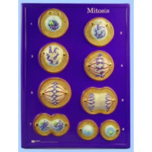 Mitosis Model Activity Set